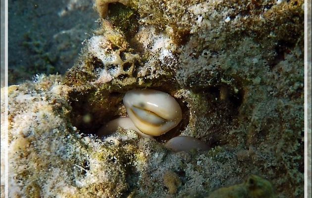 Porcelaine monnaie ou Cauri, Money cowrie ( Erosaria moneta) - Moorea - Polynésie française