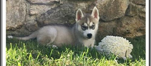 Des jouets pour les chiots de Joy (3 mai 2017)