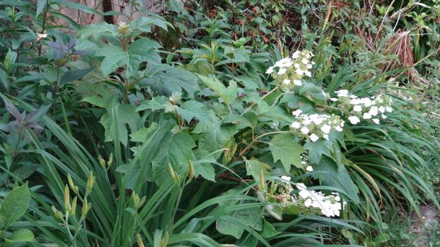Hydrangea Quercifolia "Skies Dwarf"
