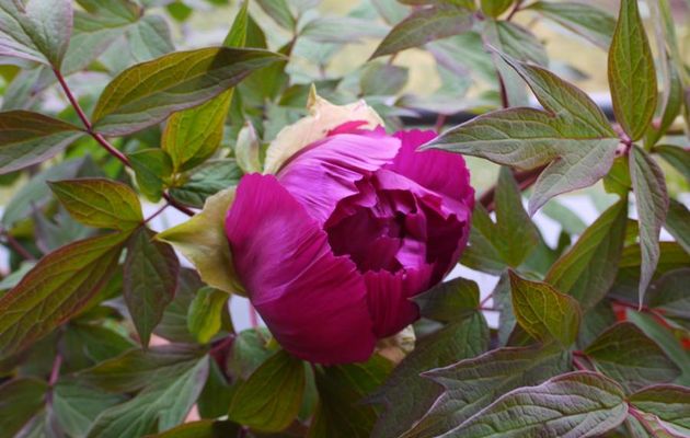 PIVOINES ARBUSTIVES