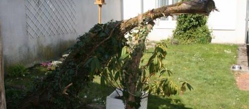 Arbre à chat ..