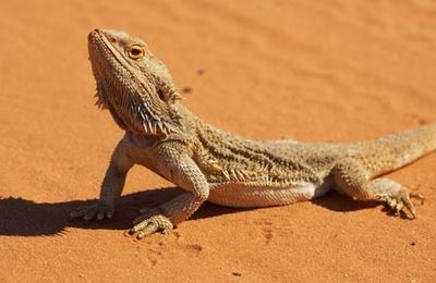 Pogona vitticeps