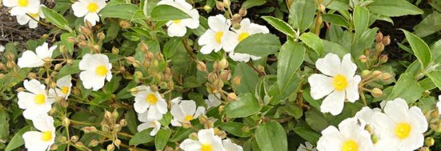 Cistus laurifolius   -   ciste à feuilles de laurier
