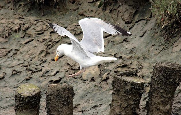 Un goéland très pieux - Ars-en-Ré - Ile de Ré - 17