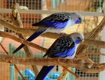 Perruches de Pennant