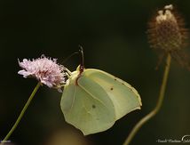 Citron de Provence (Gonepteryx cleopatra)