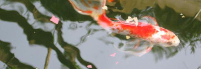  BASSIN  de jardin 