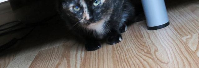 Dimanche c'est chat