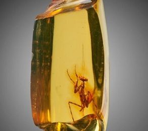 Ambre ... 