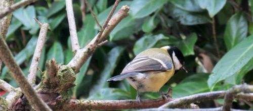 Dans mon jardinet