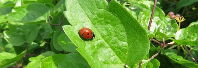 les coccinelles qui ... XXX