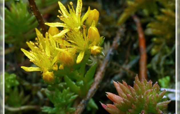 Orpin rupestre (Sedum rupestre) - Verdun - 09