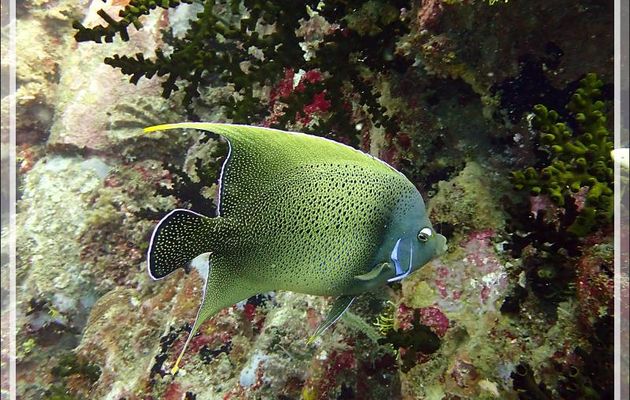 Poisson-ange à demi-cercles, Poisson-ange bleu, Semicircle angelfish, Blue anglefish (Pomacanthus semicirculatus) - Les Tétons - Tsarabanjina - Mitsio - Madagascar