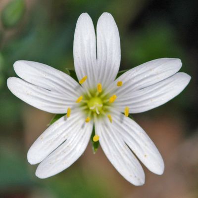 Chroniques Stellaires-2