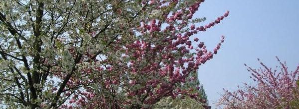 Appel