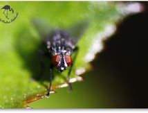 Mouche à damier (Sarcophaga carnaria)
