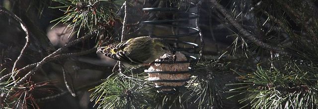 Visiteurs ailés au jardin