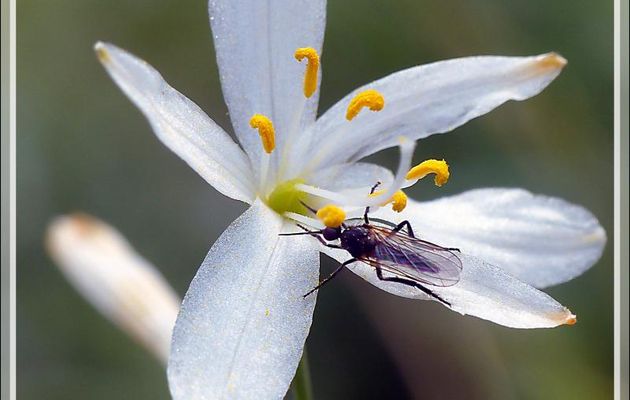 Phalangère à fleurs de lis ou faux-lis (Anthericum liliago) - Artiga de Lin - Es Bordes - Val d'Aran - Espagne