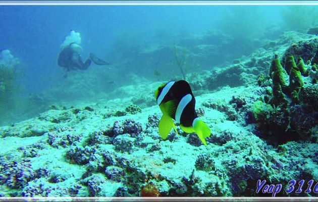 Qu'est ce que fait chez moi ce clown qui fait des bulles et l'autre, là, qui me tire le portrait ? - Kuda Miaru Thila - Atoll d'Ari - Maldives