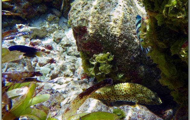 Mérou gâteau de cire ou Loche rayon de miel (Epinephelus merra) et Sergent-major à queue en ciseaux (Abudefduf sexfasciatus) - Bird Island - Seychelles