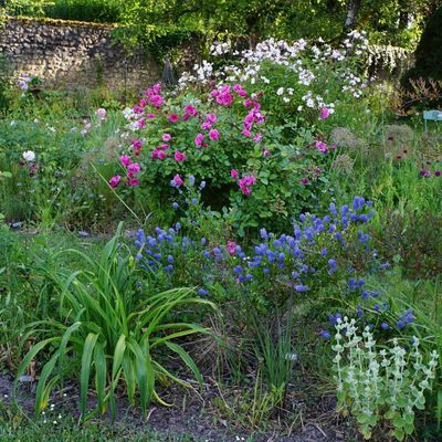 Le massif des roses a 3 ans