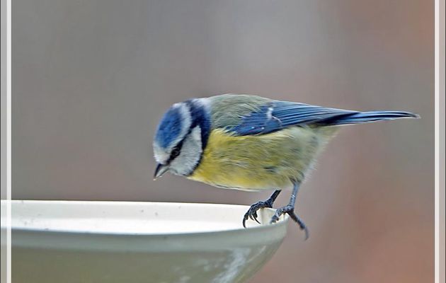 Mésange bleue, Eurasian Blue Tit (Cyanistes caeruleus) Pinson des arbres, Common Chaffinch (Fringilla coelebs) Chardonneret élégant, European Goldfinch (Carduelis carduelis) - Lartigau, Milhas - 31