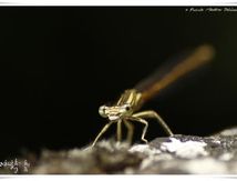 Pennipatte blanchâtre ♀ imature - Platycnemis latipes
