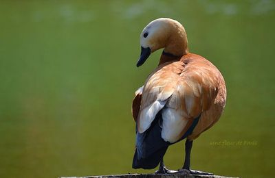 Parc Floral de Paris : Le Tadorne Casarca