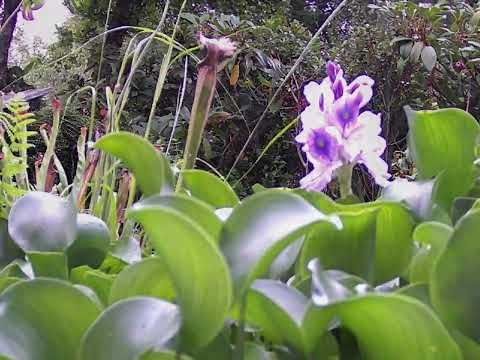 Vidéo : Naissance et mort d'une fleur de jacinthe d'eau, Camalote (Eichhornia crassipes) - Lartigau - Milhas - 31