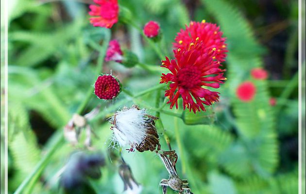 Petite fleur rouge (indéterminée) des friches et des prairies - Moorea - Polynésie française
