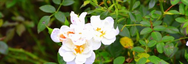  Blancheur de mai 