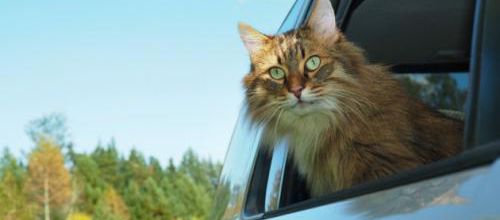 Un chat rentré en Blablacar !