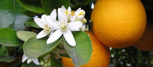 L'orange de Noël...