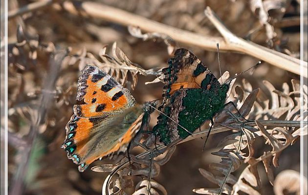 Papillons Petites tortues, Vanesses de l'ortie (Aglais urticae) mâle et femelle - Milhas - 31