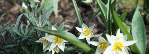 Tulipa turkestanica