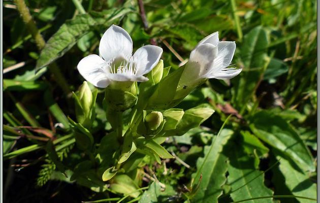 Gentiane champêtre blanche (Gentianella campestris) -  Vallon d'Esquierry - Oô - 31