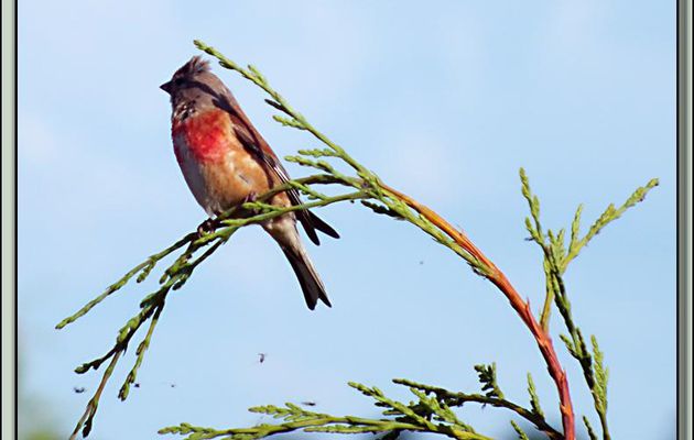 Linotte mélodieuse mâle, Common Linnet (Carduelis cannabina) - La Couarde-sur-Mer - Ile de Ré - 17