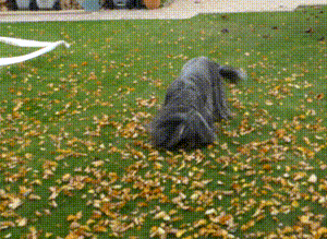 Vidéos du 15.10.2025 - Octavia ne peut pas s'empêcher de se rouler, même dans les feuilles ! lol 