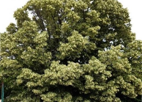 Le lien : Le tilleul de Carmela