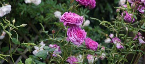 Un jour, une rose : Reine des Violettes