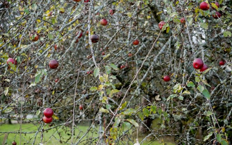 Vers la fin de l'automne