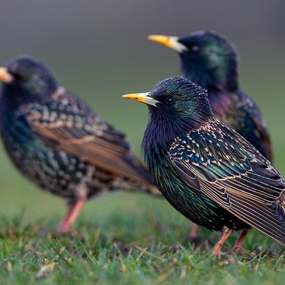 La danse des étourneaux