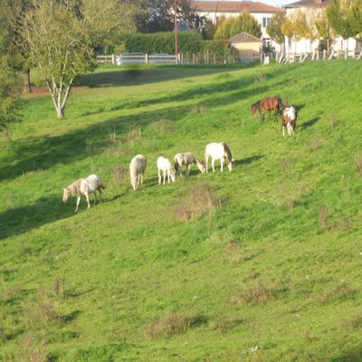 Rochechouart  Haute/Vienne ,