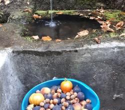 Louve a des appétits....