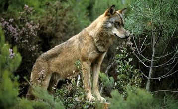 L'homme prédateur et le loup ... 