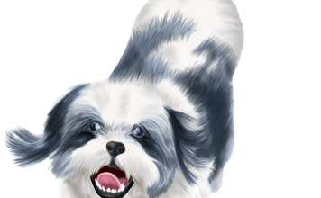 Le lassa Apso 