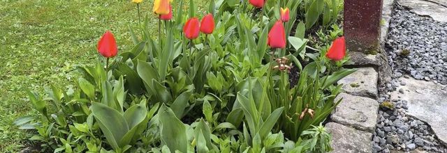  LE PRINTEMPS DU JARDIN