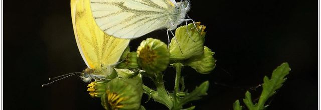 Piéride du Navet (2) - Pieris napi / Accouplement