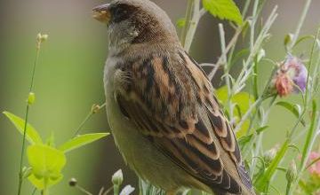 Pourquoi les moineaux pondent-ils des œufs de tailles différentes ?