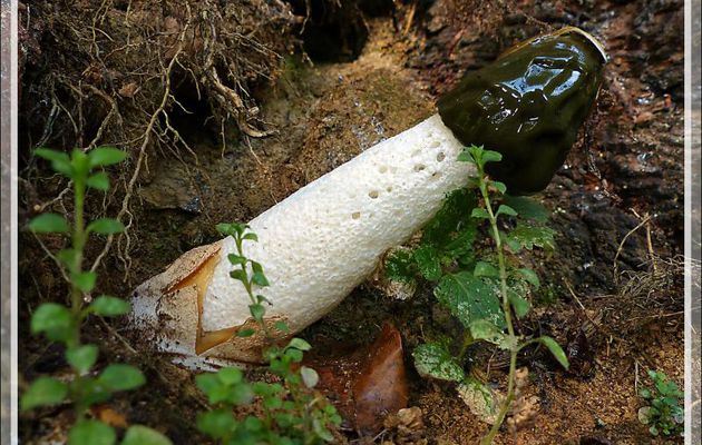 Bali Balo est sorti de son berceau : Satyre puant, Morille du diable, Phallus obscène avant la douche ;-) (Phallus impudicus) - Lartigau - Milhas - 31